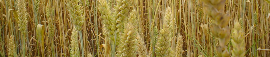 Ватутінський м'ясокомбінат